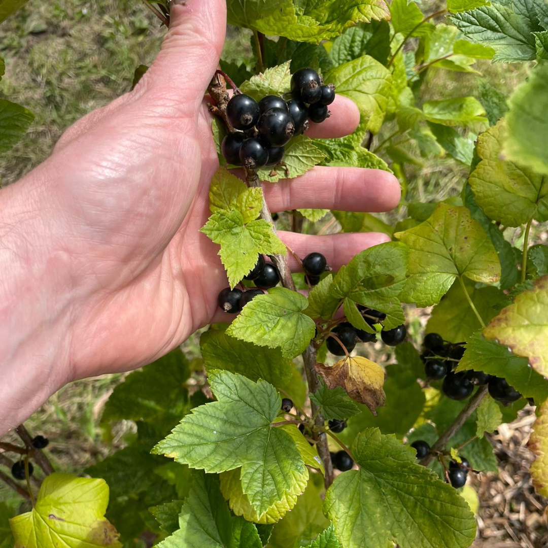 Freshly grown blackcurrants being hand-picked for use in Salford Rum and Black.