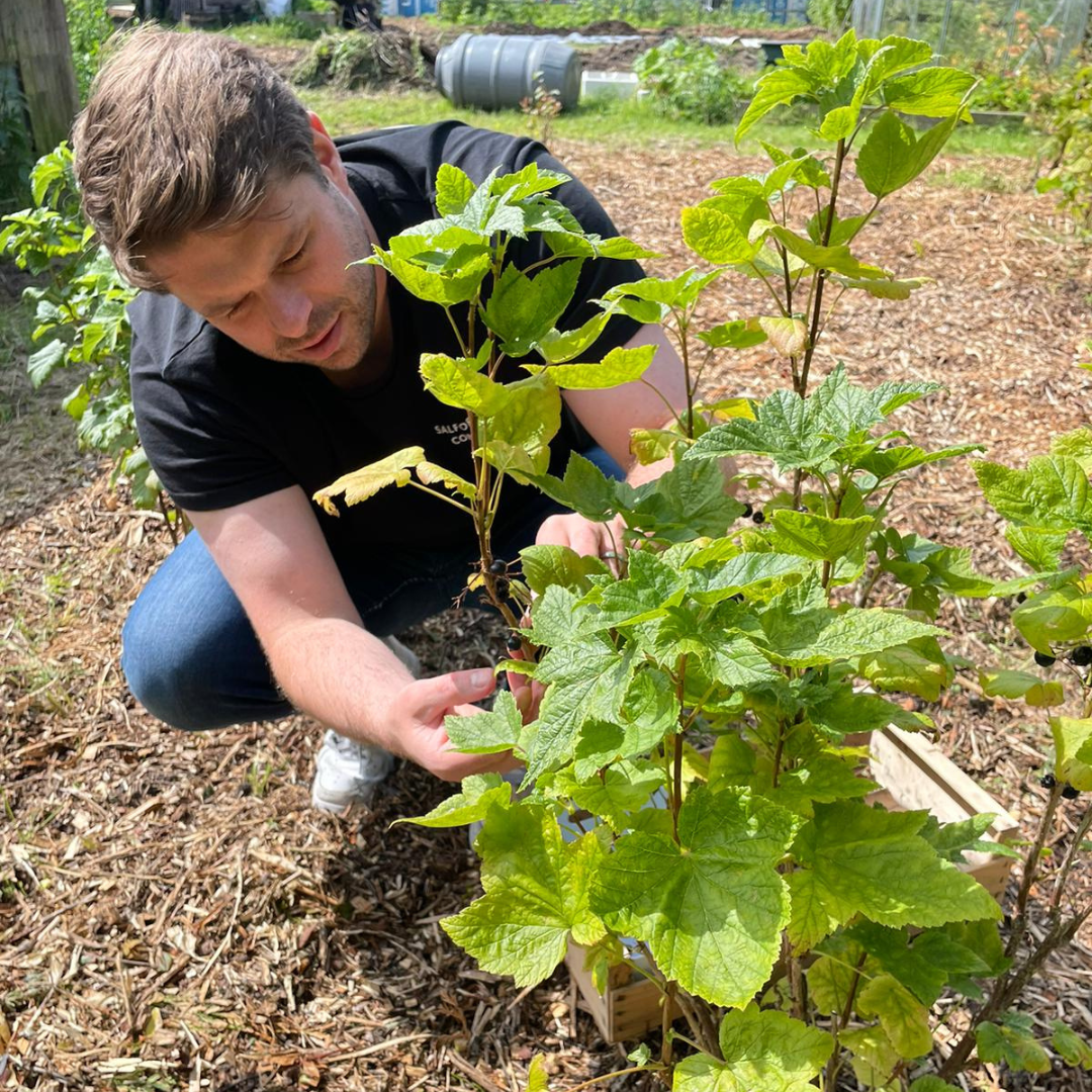 Harvesting local blackcurrants in Greater Manchester for the small-batch Rum and Black production.