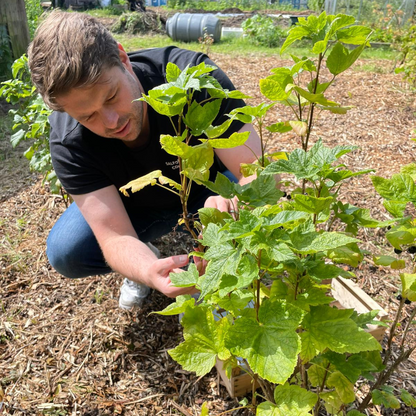Harvesting local blackcurrants in Greater Manchester for the small-batch Rum and Black production.